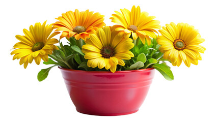 Fototapeta premium colorful gerber flowers in watering can