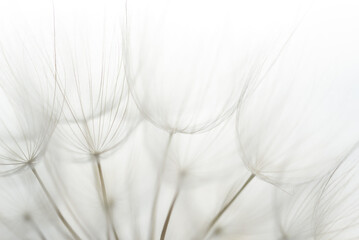 Macro dandelion black and white. Freedom to Wish. Dandelion silhouette fluffy flower on sunset sky. Seed macro closeup. Soft focus. Goodbye Summer. Hope and dreaming concept. Fragility. Springtime.