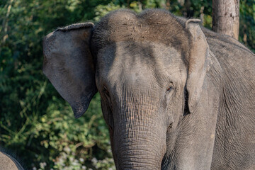 Fototapeta premium elephant