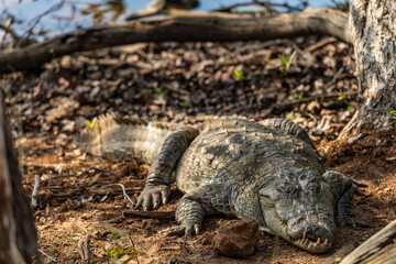 Mugger or Marsh Crocodile in the Forest by the Lakeside in Tadoba National Park, India