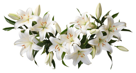 PNG Elegant white lilies in bloom © Rawpixel.com
