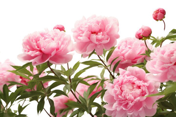 Naklejka premium PNG Vibrant pink peony blossoms