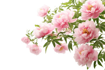 PNG Delicate pink peony blossoms