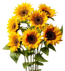 PNG Vibrant sunflowers in full bloom © Rawpixel.com