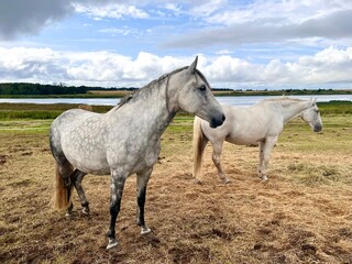 Peaceful landscape with graceful grazing horses against the backdrop of beautiful nature