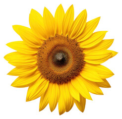 Fototapeta premium PNG Bright yellow sunflower close-up