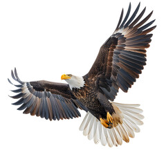 Fototapeta premium Beautiful purple blue butterfly on forest flower in spring nature