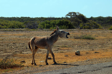 Braying donkey against typical vegetation of Bonaire Island, Caribbean Netherlands