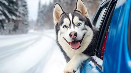 Black white Siberian Husky dog riding in a blue car and looking out from car window. Winter road trip with dog. Happy dog life. Dog adventure. Copy space.