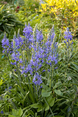 Camassia leichtlinii Caerulea flower in a garden