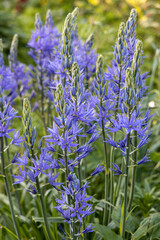 Camassia leichtlinii Caerulea flower in a garden