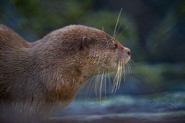Portrait closeup of Otter with prey