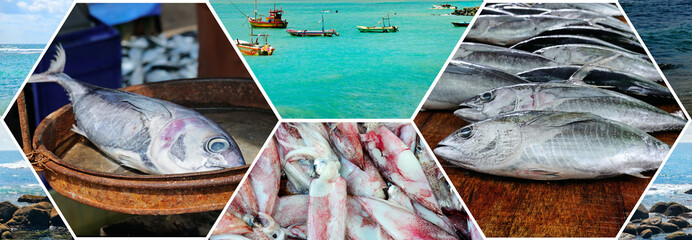 Fisheries on the coast of Sri Lanka. Wide photo. Collage.
