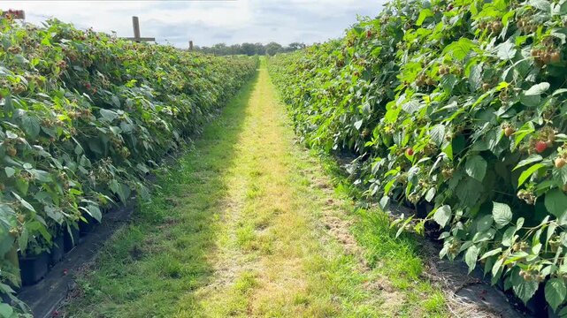 Raspberries on a strawberry farm in England
