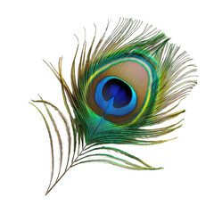 Peacock feather isolated on transparent background cutout PNG