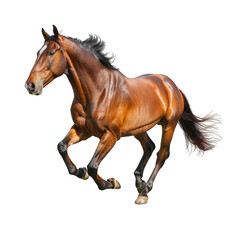 Obraz premium Running brown stallion horse isolated on transparent background cutout PNG