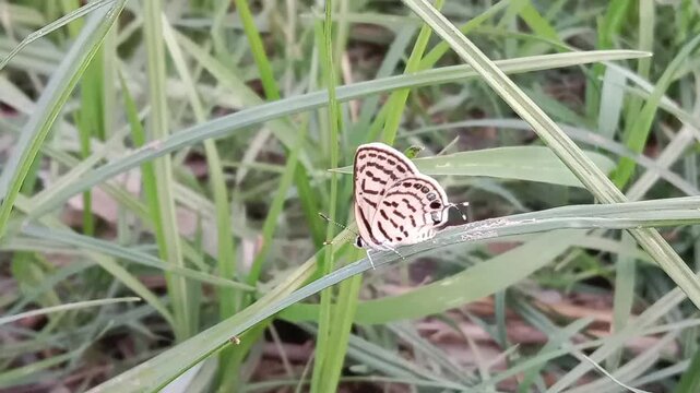 tarucus nara or the striped Pierrot on the grass in the garden.tarucus nara body pattern
