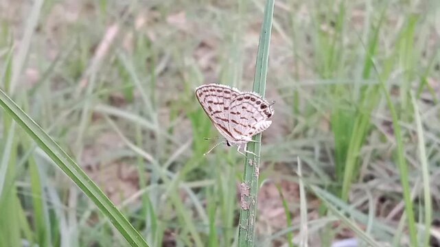 tarucus nara or the striped Pierrot on the grass in the garden.tarucus nara body pattern