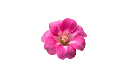 Balsam flower isolate on transparent background