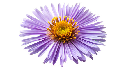 Fototapeta premium Aromatic aster flower isolate on transparent background