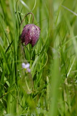 Schachblume, auch Schachbrettblume oder Kiebitzei, Fritillaria meleagris
