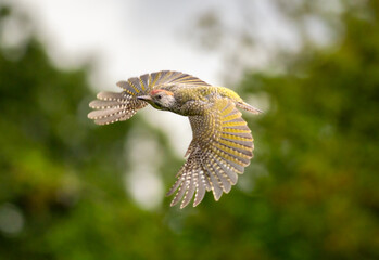 rare green woodpecker flying in the british isles