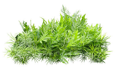 Tropical plant fern bush shrub tree isolated on white background with clipping path.
