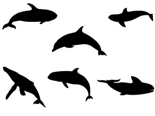 silhouette of dolphins