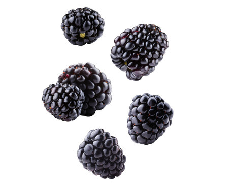 Brombeeren fallend isoliert auf wei&szlig;en Hintergrund, Freisteller, Transparent 