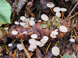 Pacific North west Pinecone mushroom growth. 
Grow where you are planted