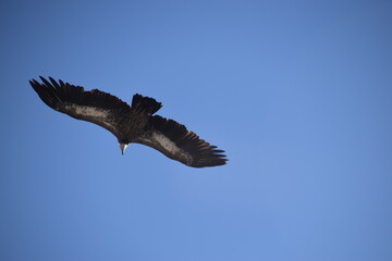Fototapeta premium A Nepalese mountain eagle in the Himalayas