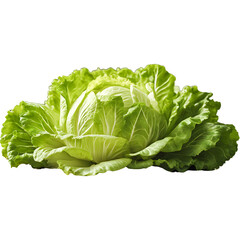 Fototapeta premium Freshly Harvested Napa Cabbage: A vibrant, crisp napa cabbage, showcasing its lush green leaves and intricate texture. The image evokes a sense of freshness, health, and natural abundance. 