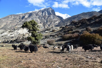 Mountain Yaks / Tartary Ox grasing on the Annapurna Circuit Trek in Himalaya, Nepal