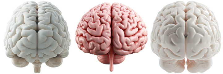 Human Brain Models Isolated on Transparent Background