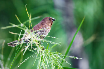 bird on a grass