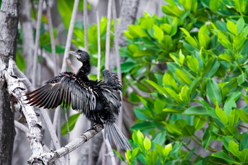 bird in the woods