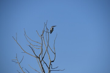 The birds living in the jungle around Chitwan, Nepal