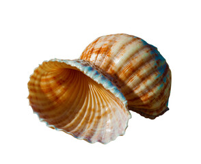 Obraz premium sea shell isolated on white with PNG transparent background
