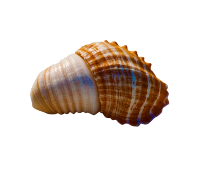 sea shell isolated on white with PNG transparent background