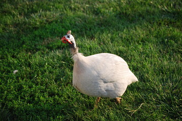 white guinea chicken hen in the green grass on a farm