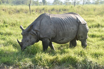 Obraz premium Closeup of a large Indian Rhinoceros eating grass with birds on its back in Chitwan, Nepal 