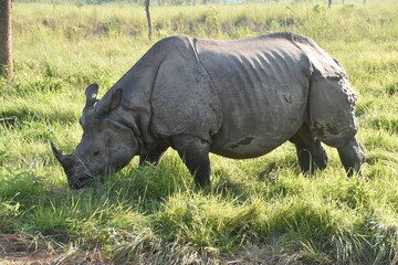 Obraz premium Closeup of a large Indian Rhinoceros eating grass with birds on its back in Chitwan, Nepal 
