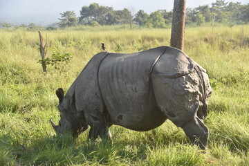 Obraz premium Closeup of a large Indian Rhinoceros eating grass with birds on its back in Chitwan, Nepal 
