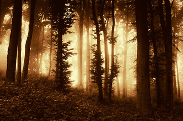 autumn sunset in fantasy forest