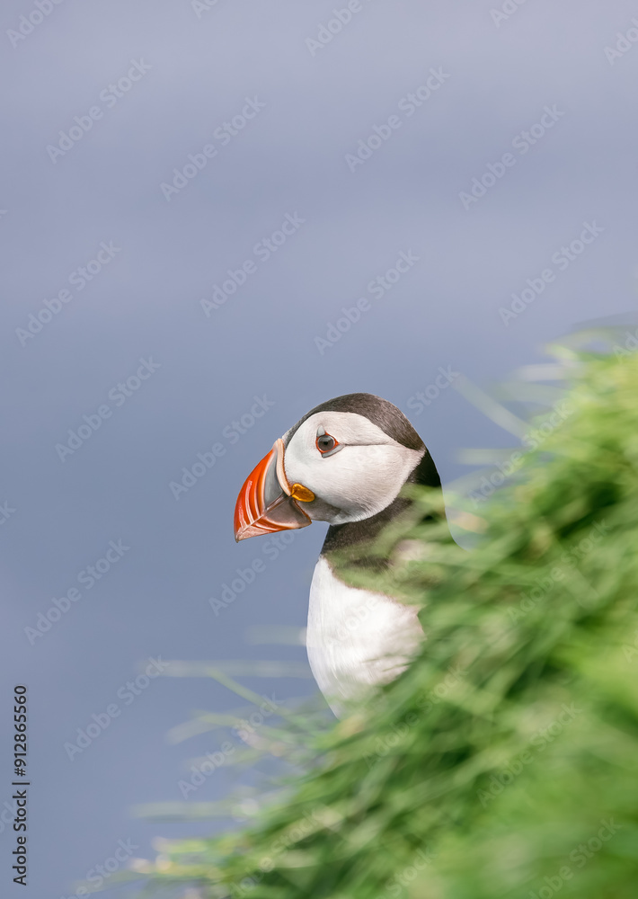 Wall mural puffin bird against the sea