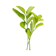 Fresh green lemon leaves branch isolated on transparent background