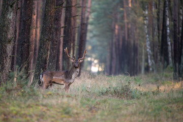 Junger Damschaufler auf der Schneise