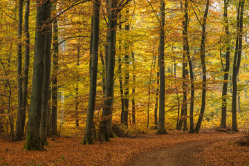 Herbst im Buchenwald