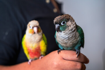 Two green cheeked conure parrots in owner hand, household pet © Jack Tamrong