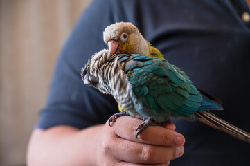 Two cute green cheeked conure  parrot in owner hand © Jack Tamrong